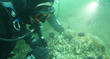 Mustafa Sarı'dan Marmara Denizi İçin Kritik Çağrı: Pina ve Deniz Çayırları