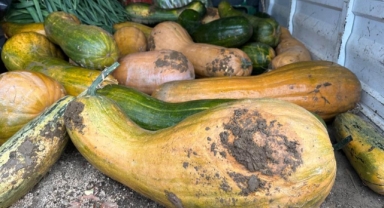 Osmangazi’de Ata Tohumuyla 30 Kiloluk Kıbrıs Bal Kabağı Yetiştirildi