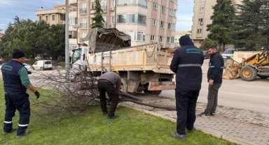 Şiddetli lodosun devirdiği ağaçlara anında müdahale