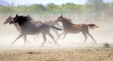 100 Milyon Lira Değerinde Yarış Atları Kayıp İddiasına TİGEM'den Yanıt