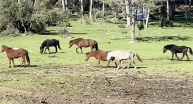 Bursa Ömeraltı Yaylası’nda Yılkı Atları Görsel Şölen Sundu