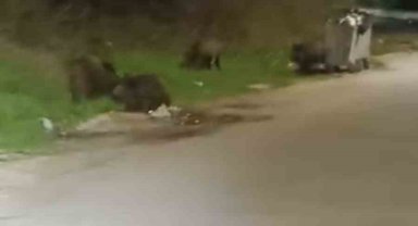 Bursa'da aç kalan domuz sürüsü şehre indi