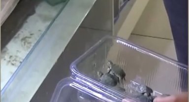 Bursa'da kaplumbağa operasyonu