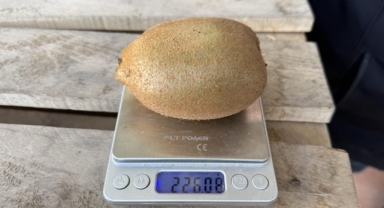 İznik Kivisi Rekor Kırdı: 4 Tanesi 1 Kilo Geliyor