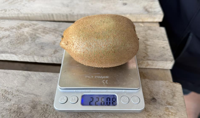 İznik Kivisi Rekor Kırdı: 4 Tanesi 1 Kilo Geliyor