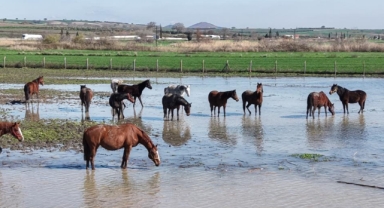 Karacabey’de Yarış Atlarının Bulunduğu Tavlalar Sular Altında