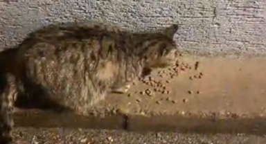 Kestel Belediyesi, Zor Durumdaki Minik Kediye Barınak Sağladı