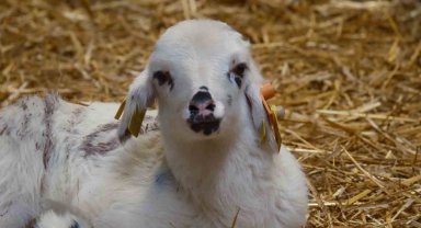 Koyunlara suni tohumlama geliyor