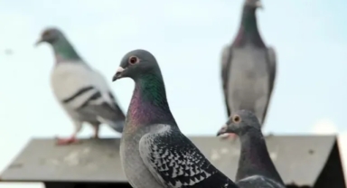 Krakow'da Güvercin Nüfusunu Azaltmak İçin Doğum Kontrol Programı Başlatıldı