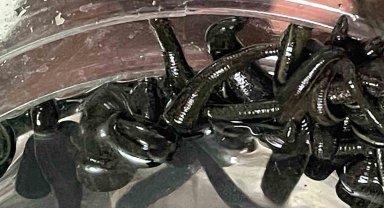 Mezbaha kanıyla besleniyor, birçok hastalığa şifa oluyorlar