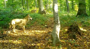 Uludağ’da Dikkat Çeken Görüntü: Kurtlar Sürü Halinde Fotokapana Yakalandı