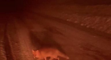 Uludağ Yolu’nda Tilki Görüntülendi