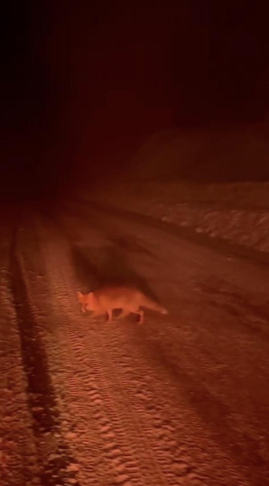 Uludağ Yolu’nda Tilki Görüntülendi