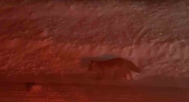 Uludağ yolunda tilki görüntülendi