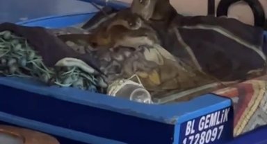 Aç kalan anne su samuru ve yavruları Gemlik'te tekneye sığındı
