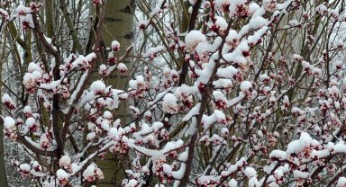 Afyonkarahisar ve Kütahya'da badem ve kayısı çiçekleri karla kaplandı