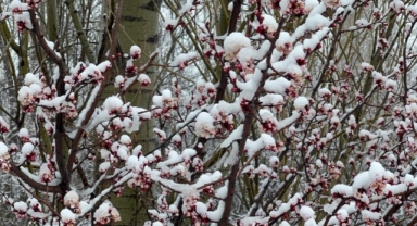 Bahar Çiçekleri Kar Altında Kaldı
