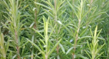 Biberiye Kokusu Hafızayı Güçlendiriyor: Unutkanlığa Karşı Doğal Çözüm