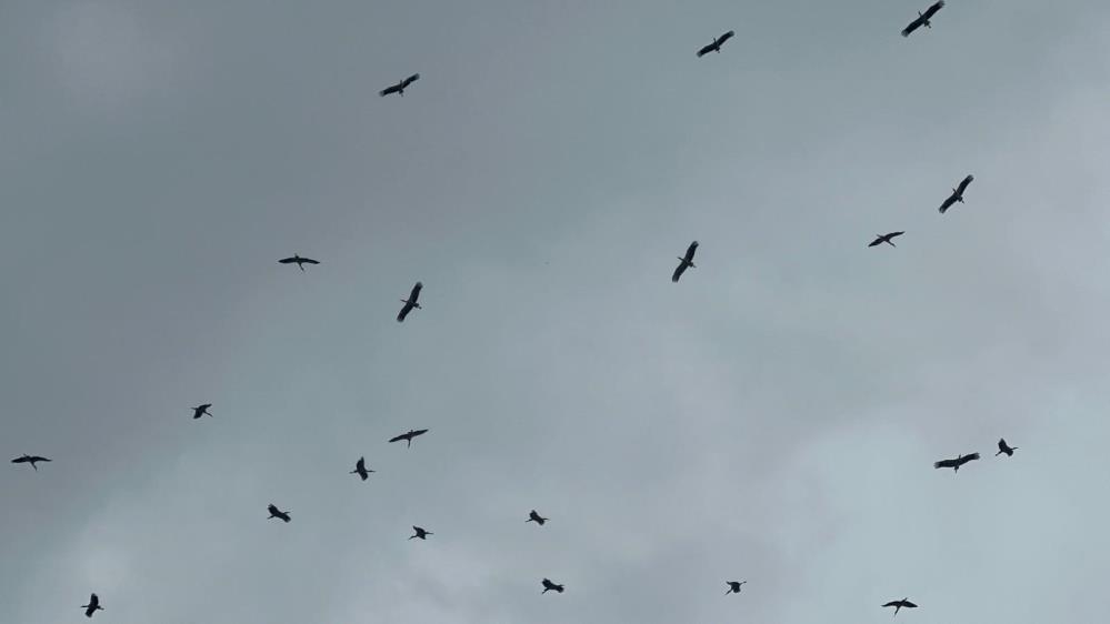 Bursa’ya Gelen Leylek Sürüsü Görenleri Büyüledi