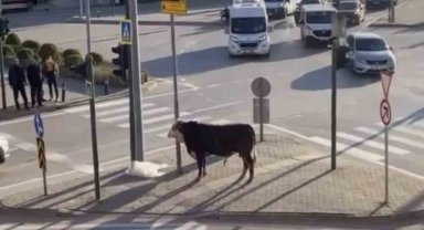 Bursa'da kaçan boğa trafiği karıştırdı, Ankara yolunda metrelerce koştu
