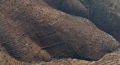 Bursa'da yanan ormanlar 8 ayda ilmek ilmek işlendi, bölge yeniden can buldu