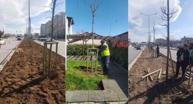 Bursa'nın 700 yıllık mirası 700 çınarla kök salıyor