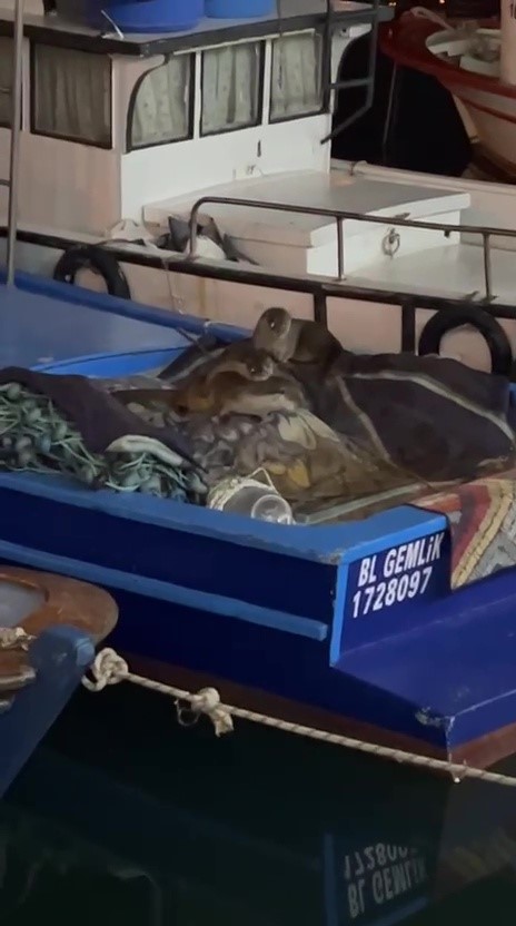 Gemlik Kayıkhane Limanı’nda Anne Su Samuru ve Yavruları Tekneye Sığındı