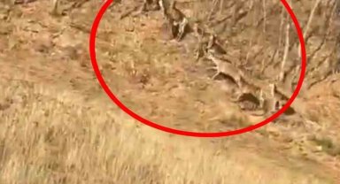 Geyik sürüsü kameraya böyle takıldı