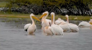 Göç eden pelikanlar Bursa'da mola verdi