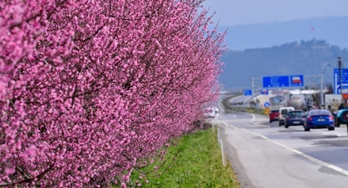 İznik'te Şeftali Bahçeleri İlkbaharla Renk Cümbüşüne Döndü
