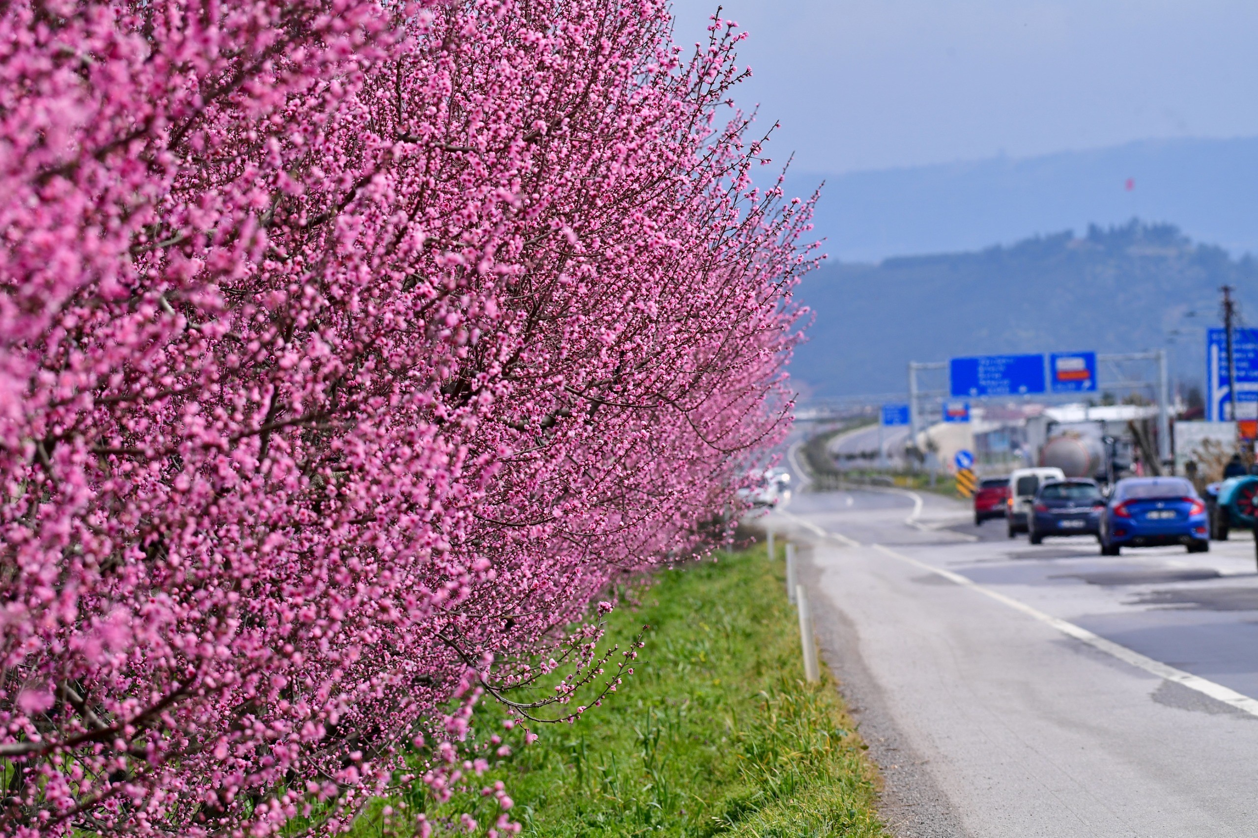 İznik'te Şeftali Bahçeleri İlkbaharla Renk Cümbüşüne Döndü