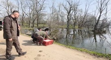 Karacabey Longozları'nda yaban hayatına özgürlük