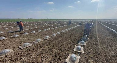 Karacabey Ovası'nda turfanda karpuz ekimi başladı