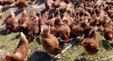 Köyüne Dönerek Gezen Tavuk Çiftliği Kuran Levent Sertkaya, Günlük 325 Yumurta Üretiyor