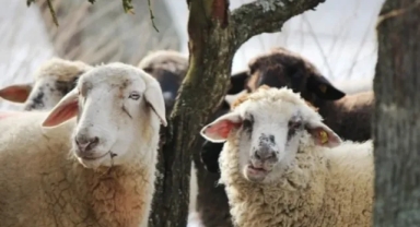 Kurbanlık fiyatları belli oldu