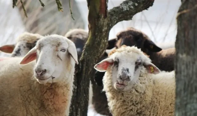 Kurbanlık fiyatları belli oldu