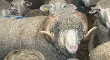 Milyonluk koçun kuzuları için bugünden sıraya girdiler