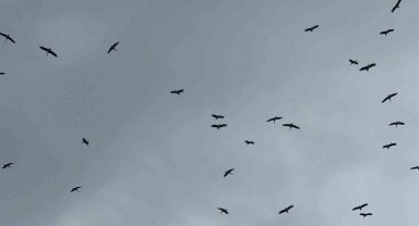 "Bolluk" müjdecisi leylek sürüsü Bursa semalarında görüldü