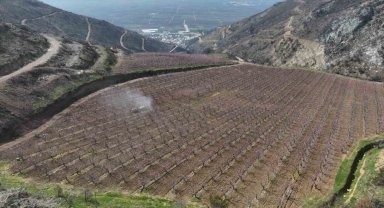 Siyahların ardında açan pembe şeftali çiçekleri