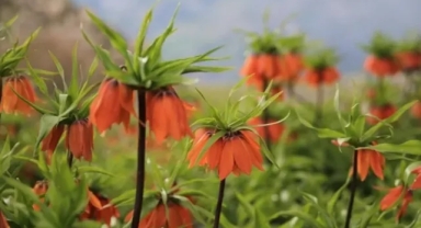 Ters Laleler Yeniden Açtı