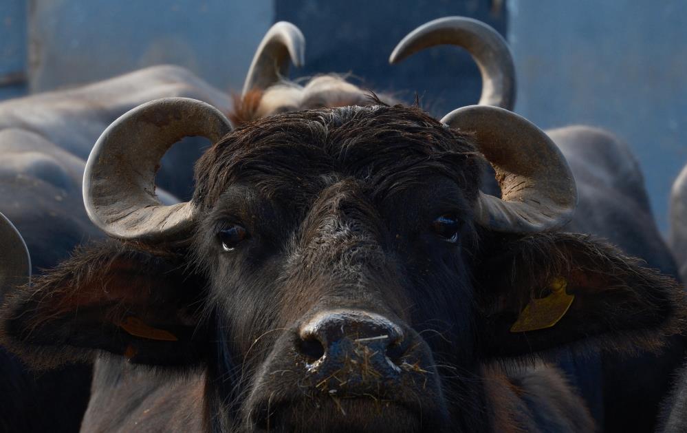 Türkiye'nin yeni manda ırkı süt verimi ile dikkat çekiyor