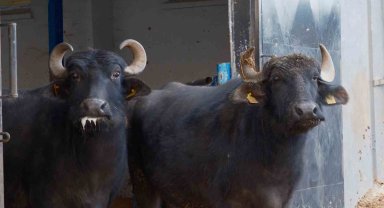 Türkiye'nin yeni manda ırkı Murana süt verimi ile dikkat çekiyor