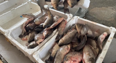 Uluabat Gölü'nde İsrail Sazanı Avcılığı