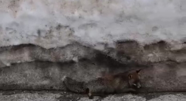 Uludağ'da Yaralı Tilkiyi Fark Eden Vatandaş Yetkililere Bildirdi