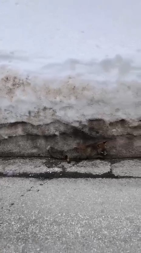 Uludağ'da Yaralı Tilkiyi Fark Eden Vatandaş Yetkililere Bildirdi