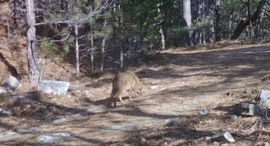 Uludağ'da Altın Çakallar fotokapana yakalandı