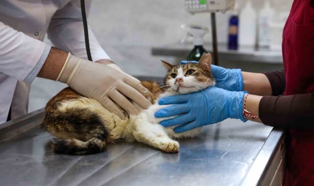 Yaralı kediye Büyükşehir şefkati