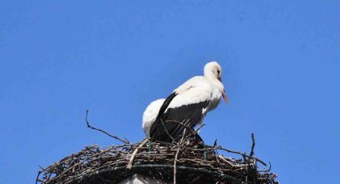 Yuva yapacak alan bulamayan leylekler yeniden İznik'te