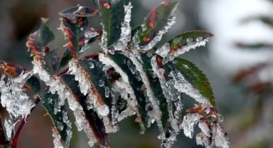 7-11 Nisan 2026 Tarihlerinde Zirai Don Uyarısı: Üreticiler Önlem Almalı