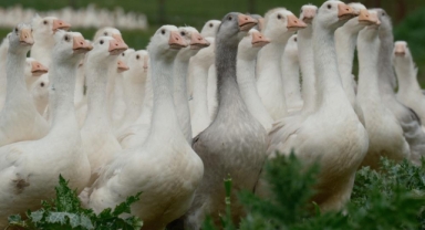 Anadolu Kazı Islah Projesi: Yerli Irkta Verim Artışı Hedefleniyor
